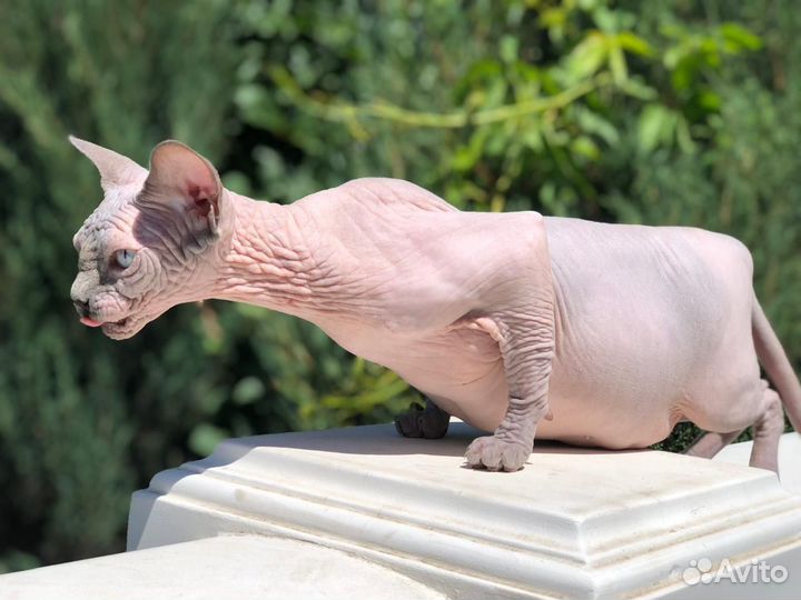 Канадский сфинкс