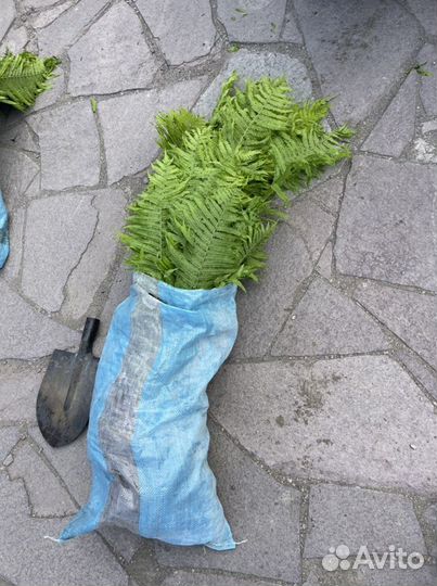 Папоротник садовый