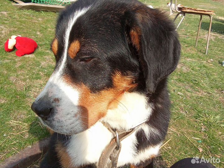 Щенок большой Швейцарский зенненхунд