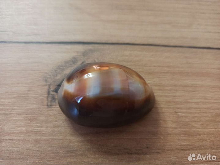 Морская раковина