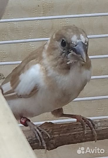 Японские амадины