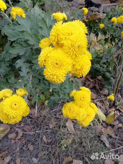 Хризантема