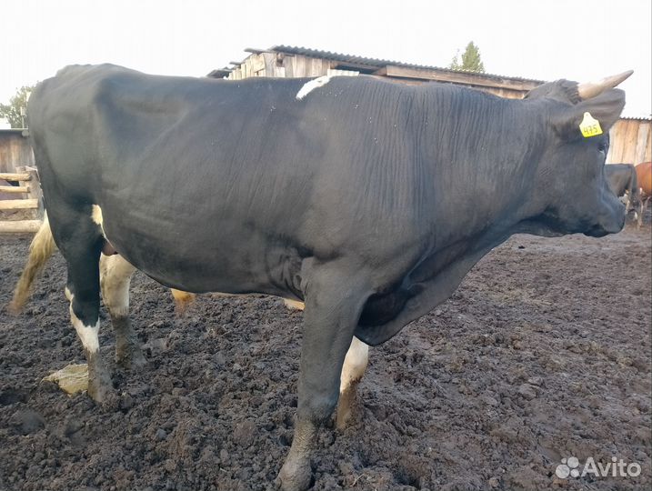 Бык на племя