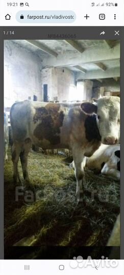 Продам бычков 9 месяцев