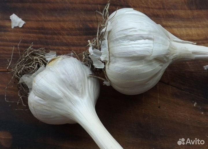 Экологически чистый чеснок