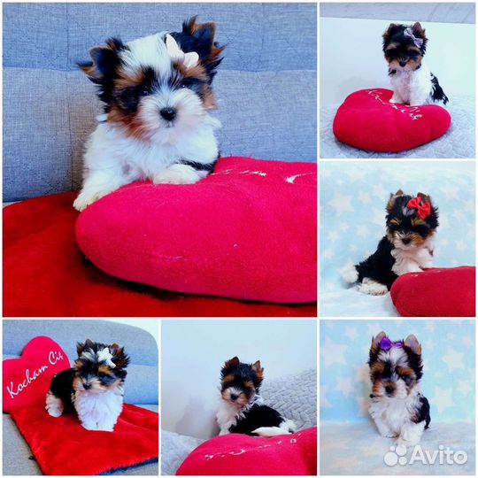 Бивер Девочки С документами