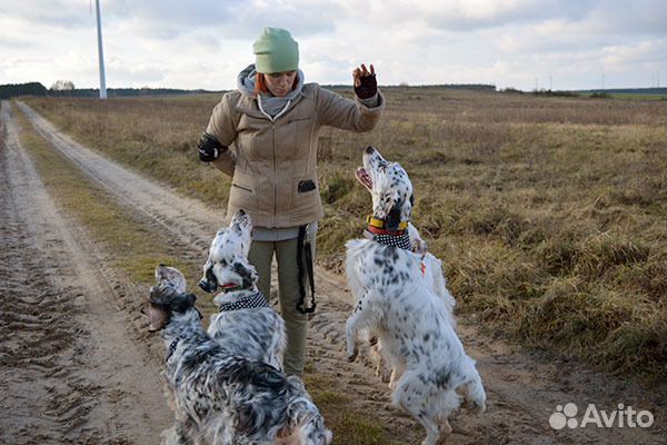 Гостиница для собак с домашней обстановкой
