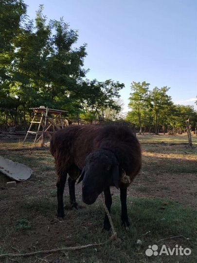 Тёлка на мясо, баран на племя и ягнята