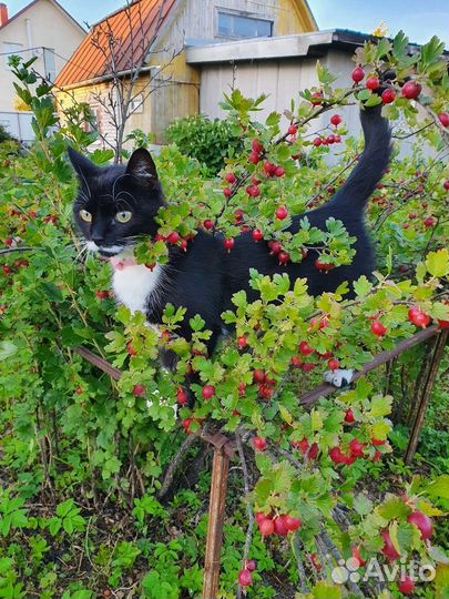 Кусты смородины и крыжовника