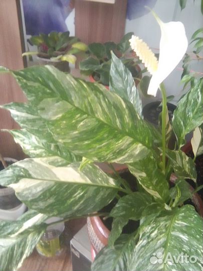 Комнатные растения цветы