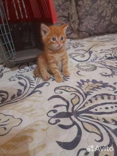 Котики бесплатно в добрые руки