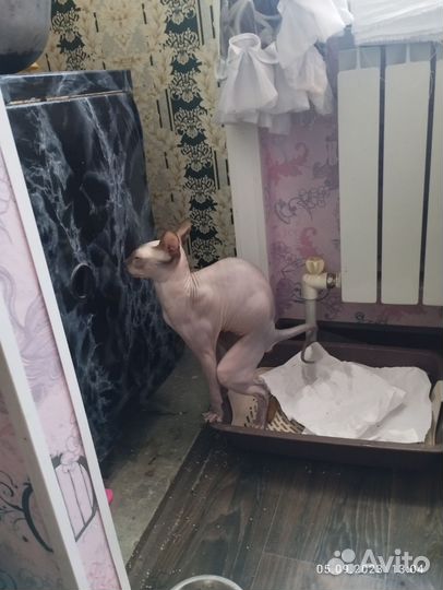 Канадский сфинкс котенок