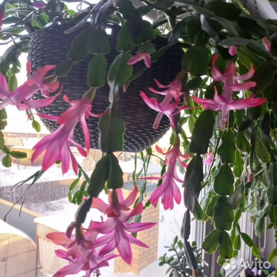 Комнатные цветы