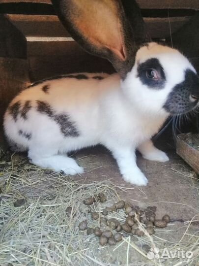 Кролики Мясо кролика