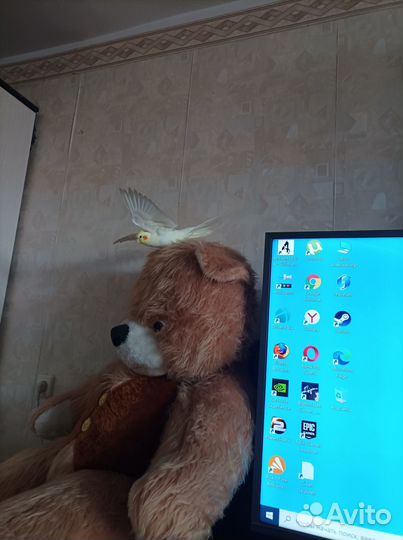 Ручные попугаи Корелла