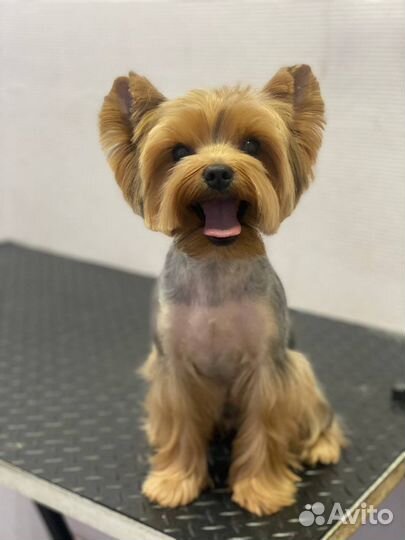 Грумер, стрижка собак, Груминг кошек