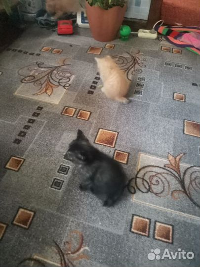 Кошки в добрые руки