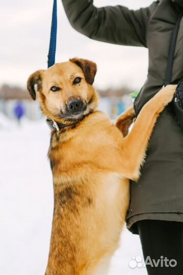 Очень красивая молодая собака Рейчел