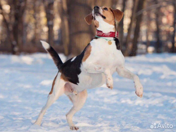 Собаки бесплатно (пегая гончая)