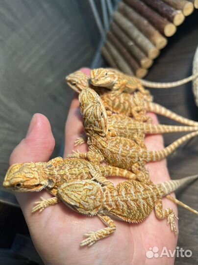 Бородатая агама малыши желтые