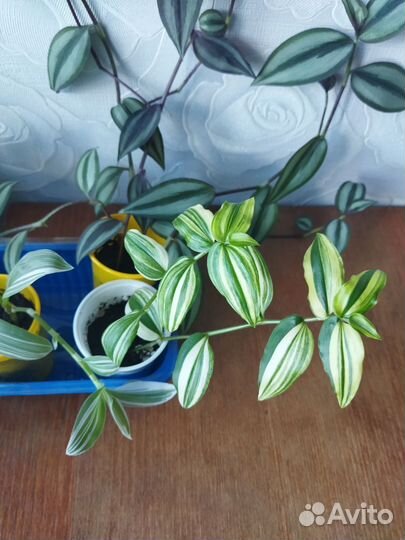 Традесканции