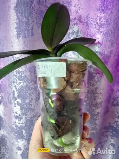 Орхидея фаленопсис