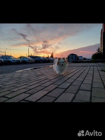 Мальчик Померанец