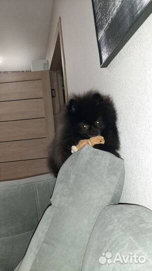 Немецкий шпиц