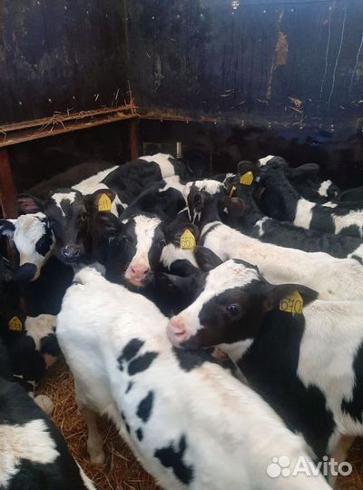 Телята бычки на откорм