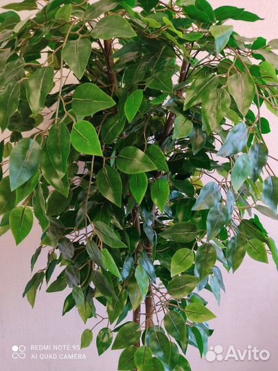 Фикус бенджамина искусственный