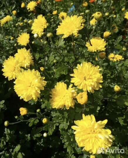 Хризантема садовая