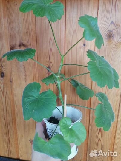 Герань пеларгония