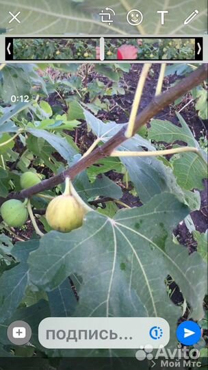 Саженцы инжира