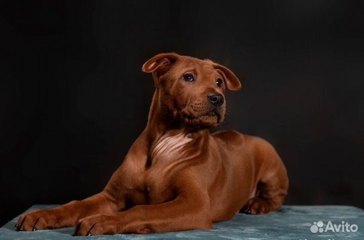 Тайский риджбек щенки