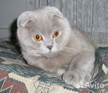 Шотландский кот вязка