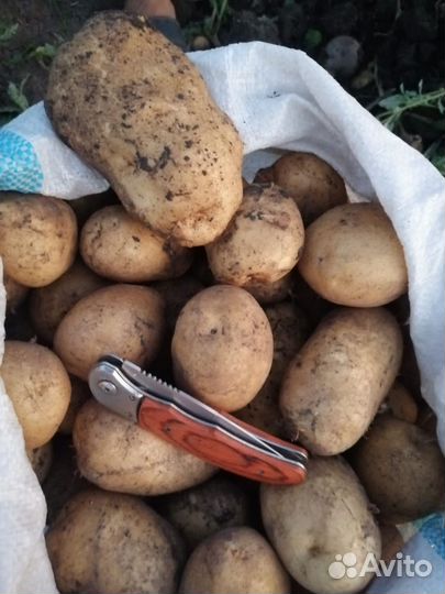 Овощи опт и розница