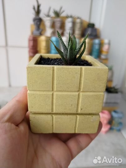 Суккуленты