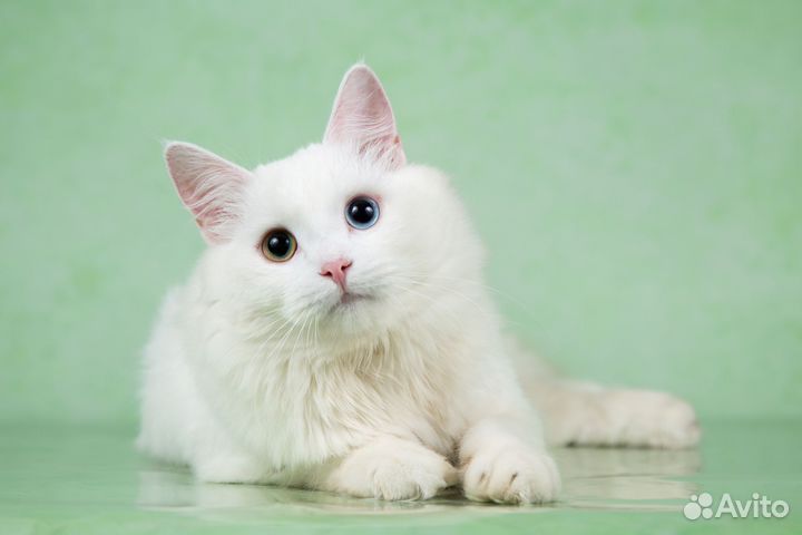 Турецкая ангора - котята подростки в дар 6 мес