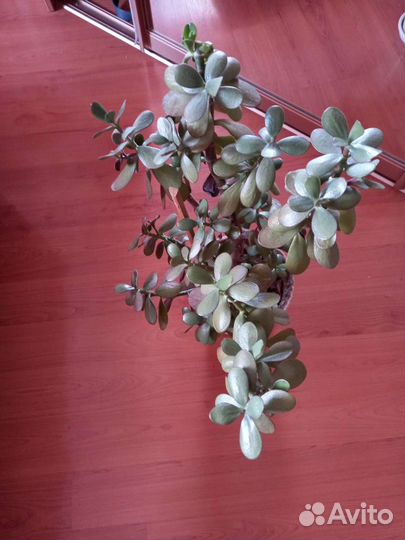 Денежное дерево