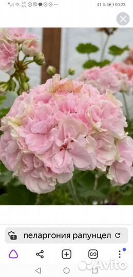 Пеларгония коллекционная