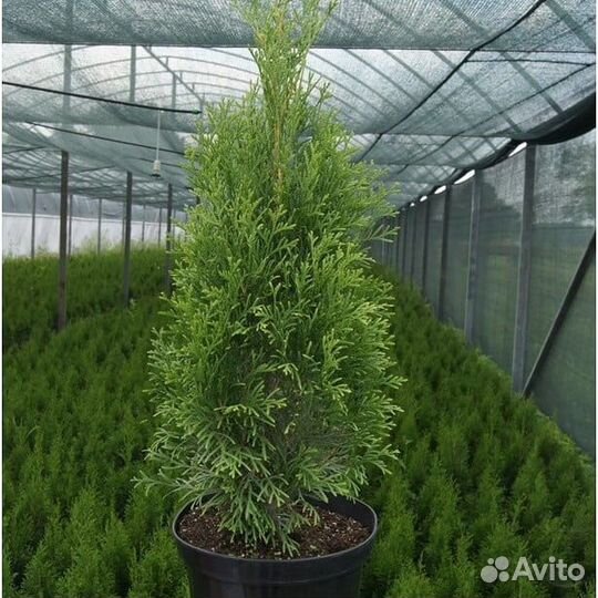 Туя Смарагд