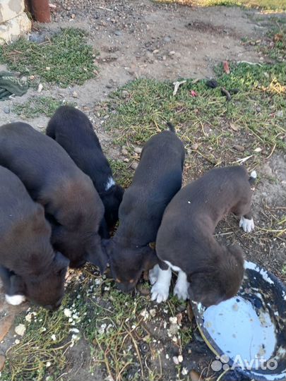 Щенки бесплатно