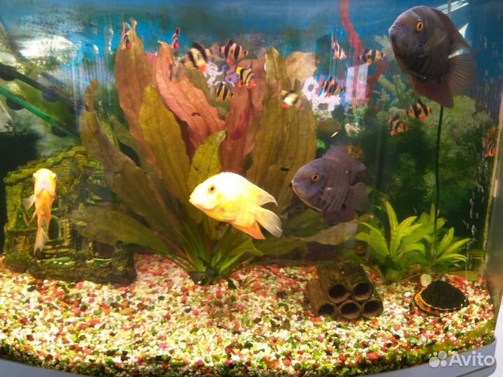 Бесшовный аквариум - 400 л