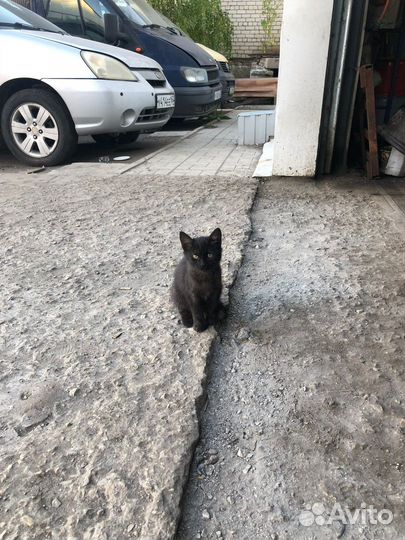 Котенок мальчик бесплатно