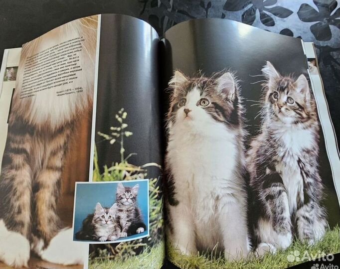 Энциклопедия про кошек