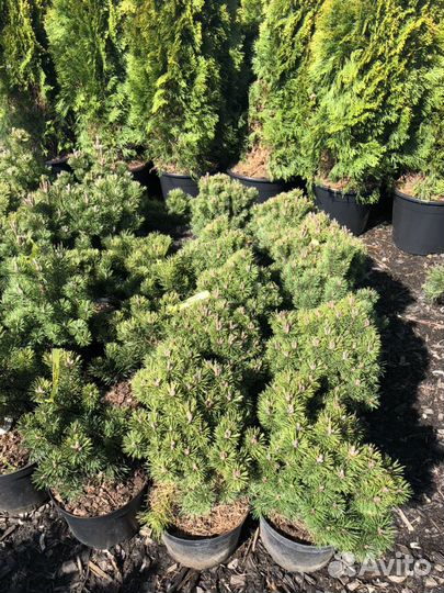 Сосна горная