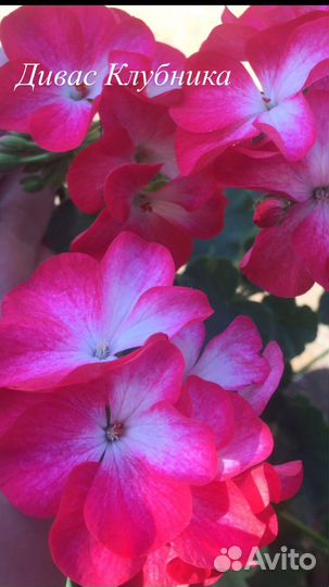 Цветы для дома