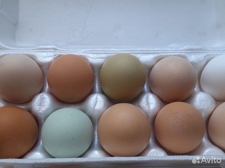 Домашние куриные яйца и мясо бройлера