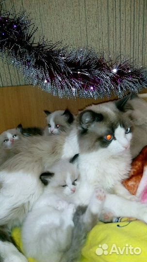 Шикарные малышата рэдголл