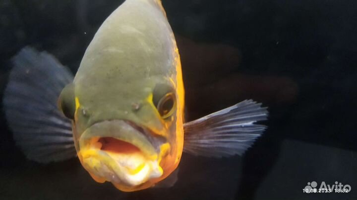 Астронотус